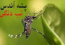 تب دنگی چیست؟ پشه آئدس و درمان خانگی