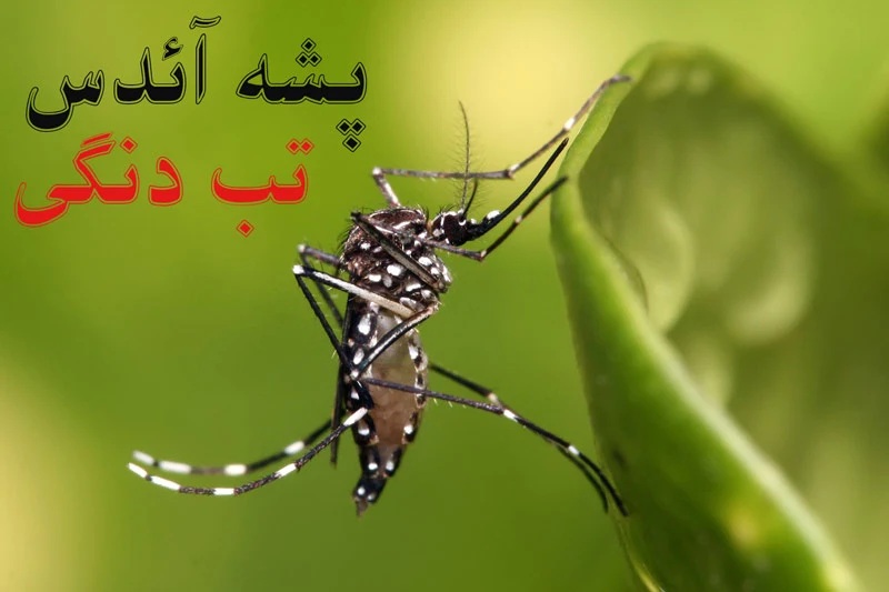 تب دنگی چیست؟ پشه آئدس و درمان خانگی