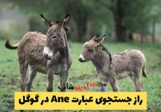 راز جستجوی عبارت Ane در گوگل و شایعات پیرامون آن