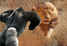 راز بقا: جنگ تاریخی گوریل در برابر شیر! / جنگ قدرت بین گوریل و شیر