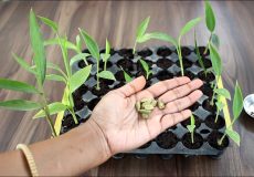 آموزش آسان کاشت هل در گلدان در خانه + روش نگهداری