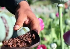 بازگشت کشت خشخاش در ایران؛ تصمیمی جنجالی