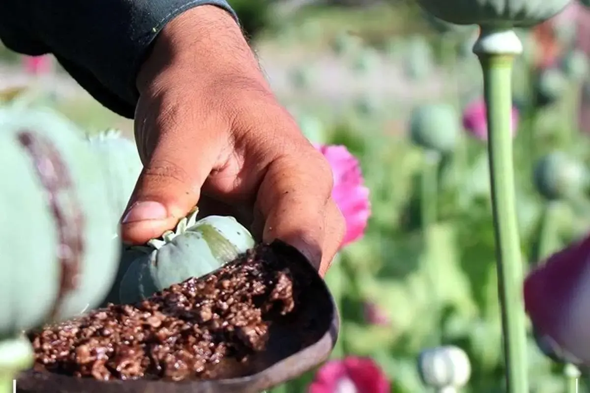 بازگشت کشت خشخاش در ایران؛ تصمیمی جنجالی