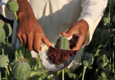 پایتخت مصرف تریاک در ایران / مردم این استان رکورددار مصرف تریاک شدند! + شهرها