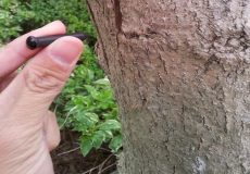 راز قدیمی باغداران؛ چرا به درخت گردو میخ می‌زنند؟