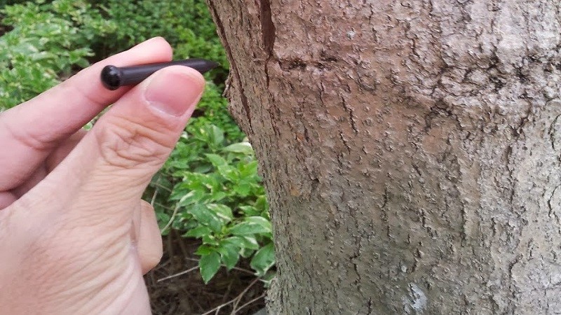 راز قدیمی باغداران؛ چرا به درخت گردو میخ می‌زنند؟