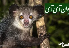 حیوان آی آی