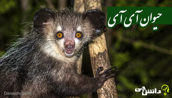 حیوان آی آی