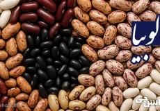 تحقیق در مورد لوبیا