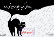 معنی ضرب المثل ” به دعای گربه سیاه باران نمی‌آید “