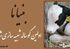 بنیانا اولین گوساله شبیه سازی شده