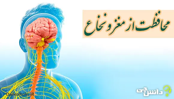 درباره مغز و نخاع