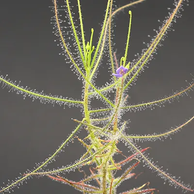 گیاه رنگین کمان