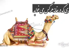 شتری که در خانه هرکس می خوابد