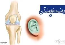  تحقیق در مورد غضروف و وظایف آن