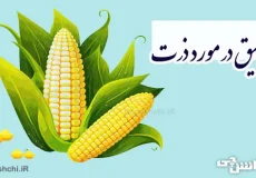 تحقیق در مورد ذرت و انواع آن