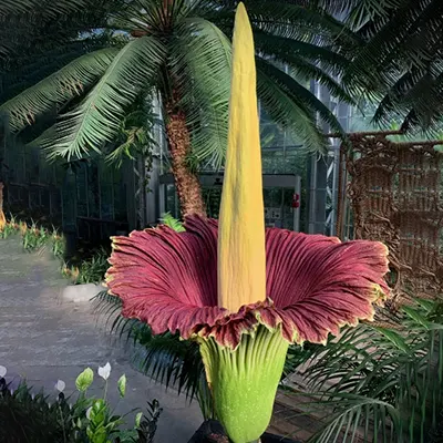 گل جسد یا گل بدبو