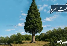 تحقیق درباره درخت سرو