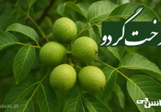 تحقیق در مورد درخت گردو