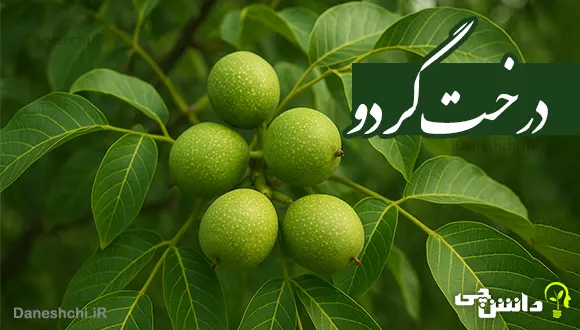 تحقیق در مورد درخت گردو