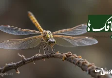 تحقیق در مورد زندگی سنجاقک