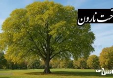 تحقیق درباره درخت نارون