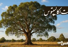 تحقیق درباره درخت اکالیپتوس