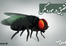 تحقیق در مورد مگس