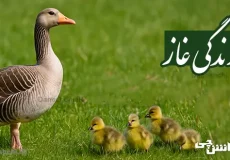 تحقیق در مورد تحقیق در مورد زندگی غاز