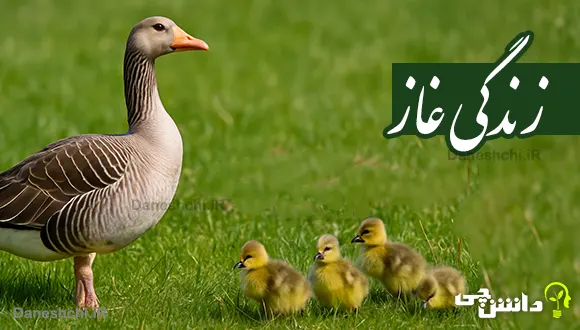 تحقیق در مورد تحقیق در مورد زندگی غاز