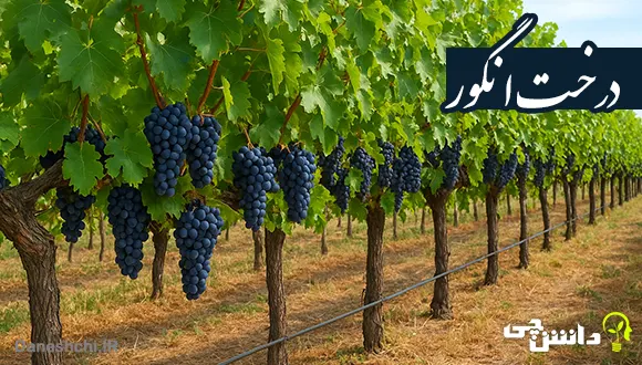 تحقیق در مورد درخت انگور و انواع آن