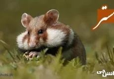 تحقیق در مورد زندگی همستر و انواع آن