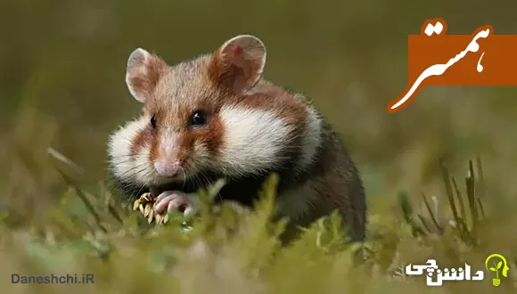 تحقیق در مورد زندگی همستر و انواع آن