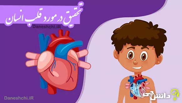 درباره قلب انسان و کارکرد آن
