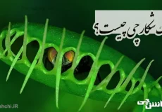 تحقیق در مورد برگ شکارچی