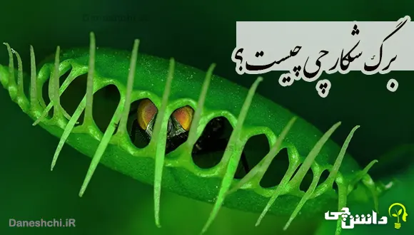 تحقیق در مورد برگ شکارچی