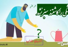 کاشکی را کاشتند سبز نشد