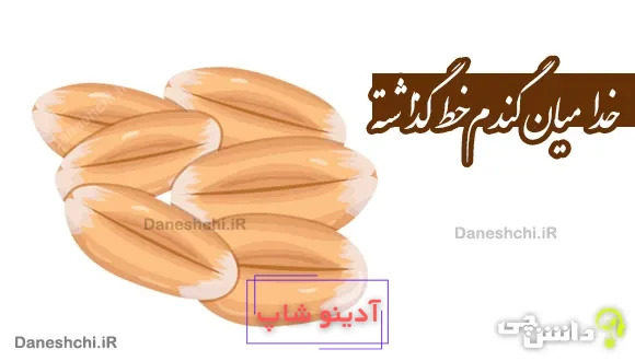 خدا میان گندم خط گذاشته