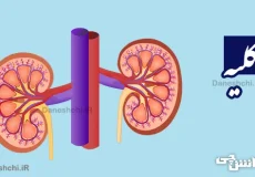 تحقیق در مورد کلیه و علائم کلیه ناسالم
