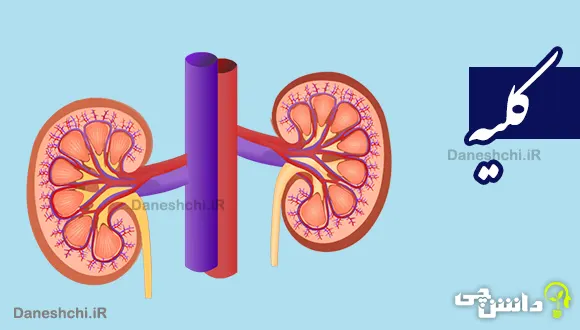 تحقیق در مورد کلیه و علائم کلیه ناسالم