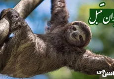 زندگی حیوان تنبل