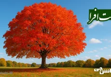 تحقیق درباره درخت افرا