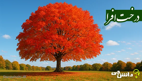 تحقیق درباره درخت افرا