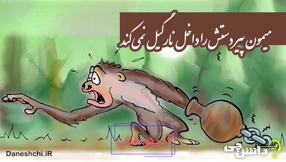 میمون پیر دستش را داخل نارگیل نمی کند 