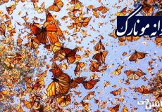 تحقیق در مورد زندگی پروانه مونارک + ویژگی