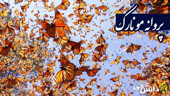 تحقیق در مورد زندگی پروانه مونارک + ویژگی