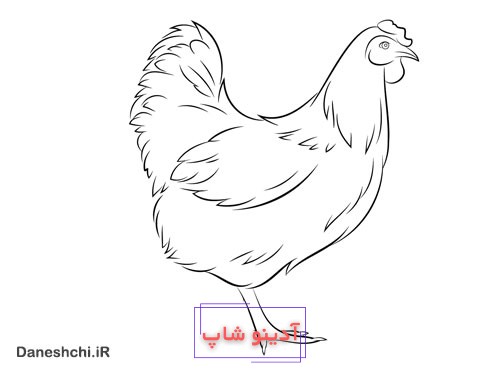 نقاشی مرغش یک پا دارد