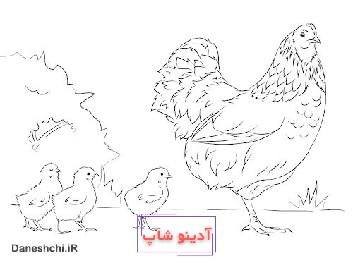 نقاشی مرغ یک پا دارد