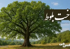 تحقیق در مورد درخت بلوط