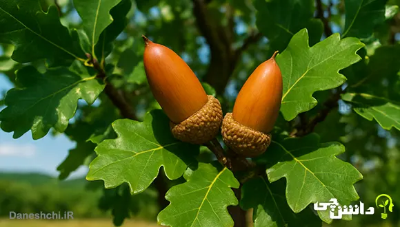 میوه بلوط چیست و چه کاربردی دارد؟